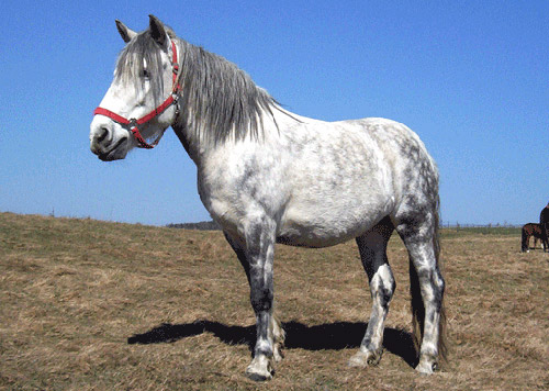 ALTAI